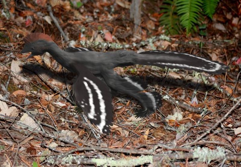 Anchiornis_NT